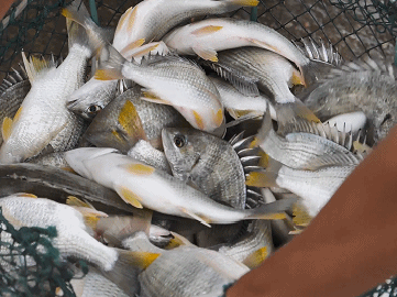 珠海這條魚，游進了央視！——農產品品牌化的成功之路