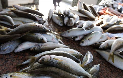 豬價(jià)重挫引發(fā)連鎖反應(yīng) 豬肉、雞蛋、魚價(jià)齊跌，農(nóng)產(chǎn)品市場(chǎng)迎來(lái)調(diào)整期