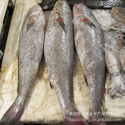 青島旺福魚鄉 廠家直銷批發，海產鰲魚品質卓越