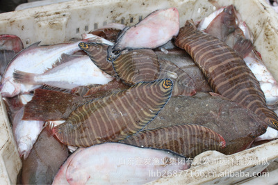 每日鮮貨，海捕直達 探秘山東鑫發漁業集團的近海時令經濟魚